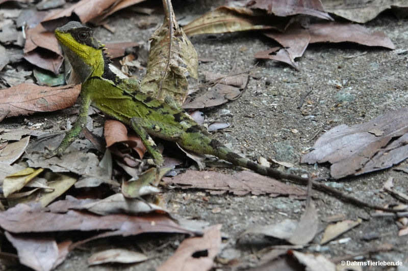 Acanthosaura lepidogaster
