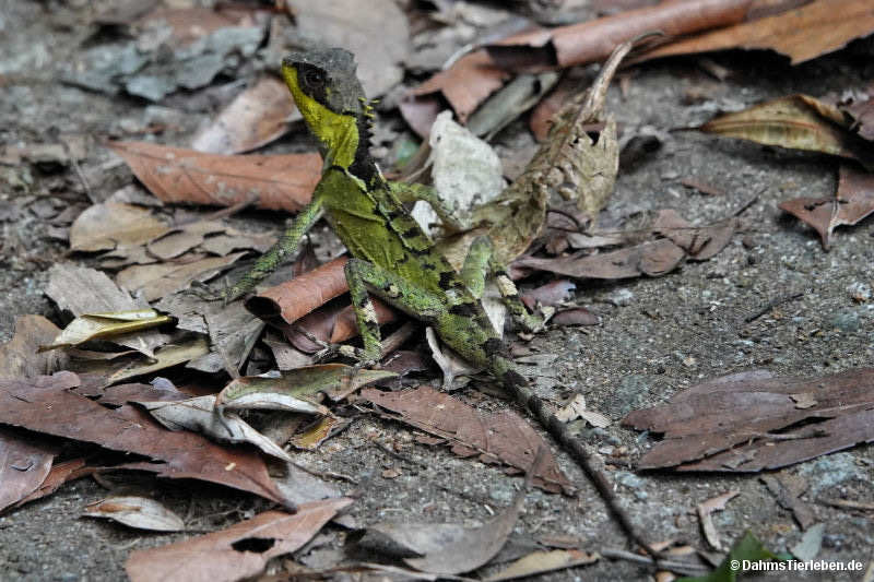 Schwarzkopf-Nackenstachler Acanthosaura lepidogaster-1