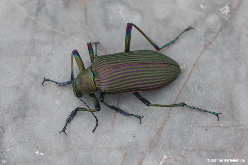 Falsocamaria spectabilis Falsocamaria spectabilis-1