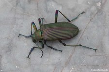 Falsocamaria spectabilis-1