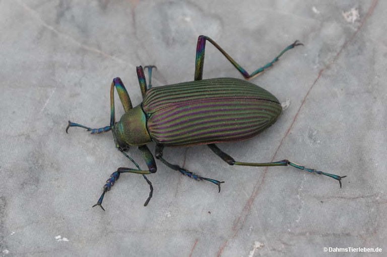 Falsocamaria spectabilis