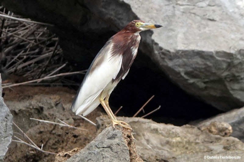 Bacchusreiher
(Ardeola bacchus) Ardeola bacchus-1