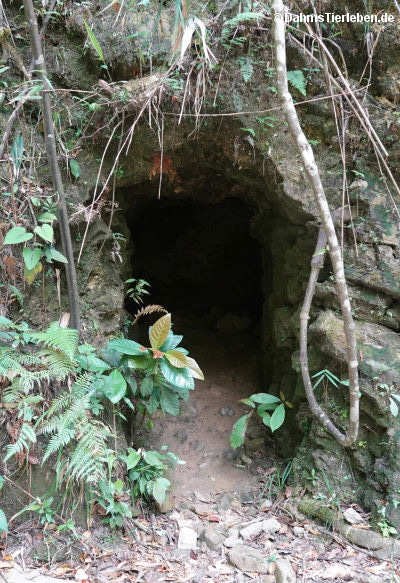 Unterstand am Bach Mã-Tunnel