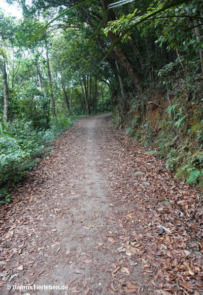 Wanderweg
im Nationalpark bachma-4