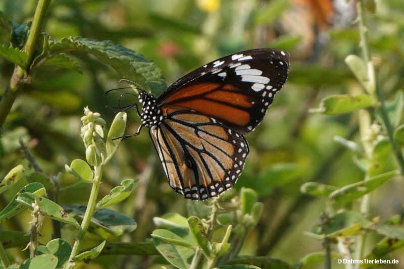 Danaus genutia