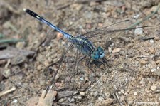 Blue Ground Skimmer (Diplacodes trivialis)
in Da Nang, Vietnam Diplacodes trivialis-3