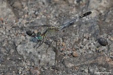 Blue Ground Skimmer (Diplacodes trivialis)
in Da Nang, Vietnam Diplacodes trivialis-2
