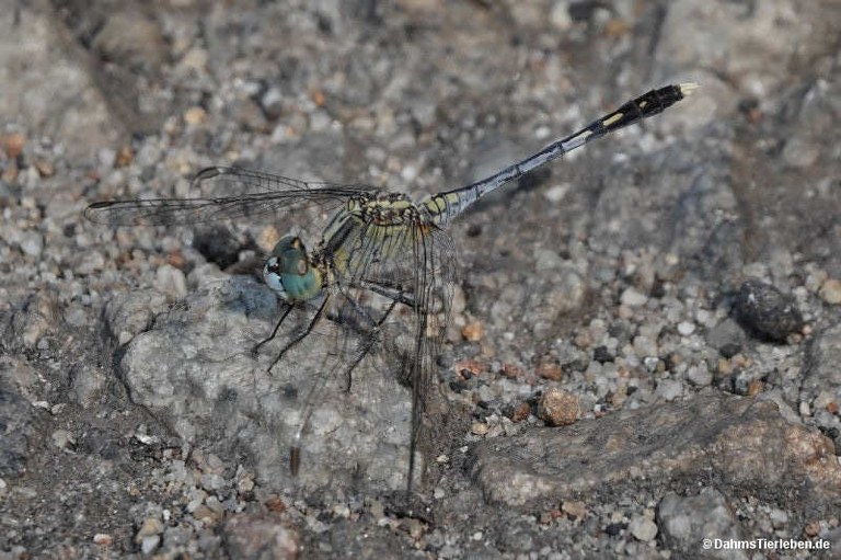 Diplacodes trivialis