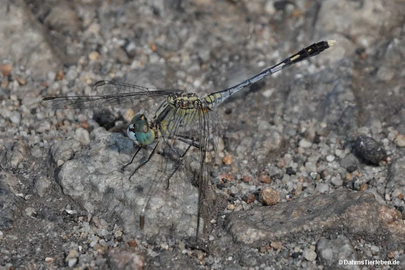 Diplacodes trivialis