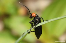 Epicauta tibialis 
im Bạch Mã National Park, Vietnam Epicauta tibialis-1