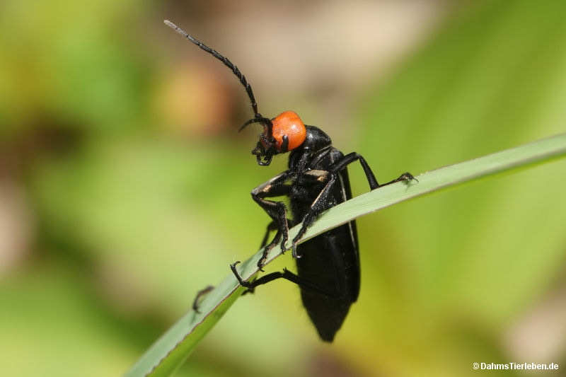 Epicauta tibialis Epicauta tibialis-1