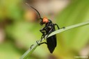 Epicauta tibialis