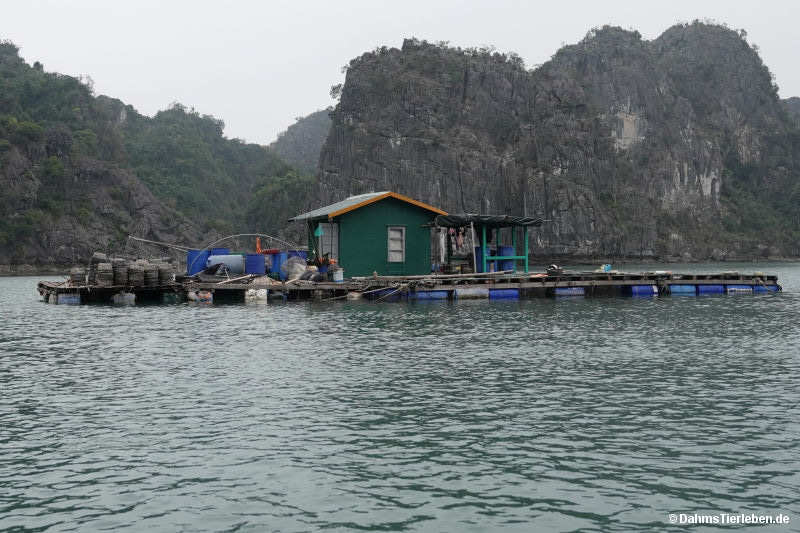Halong-Bucht