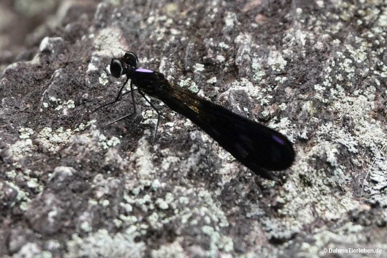 Heliocypha perforata