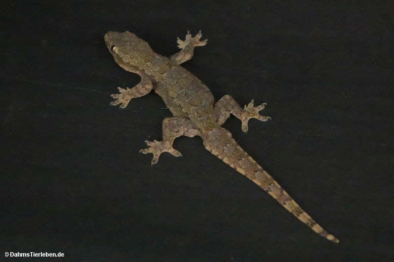 Hemidactylus platyurus