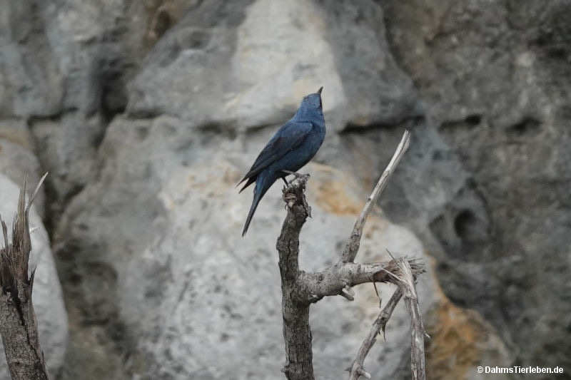 Blaumerle
(Monticola solitarius) Monticola solitarius-1