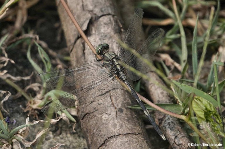 Orthetrum sabina