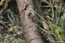 Orthetrum sabina-2