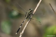 Orthetrum sabina-1