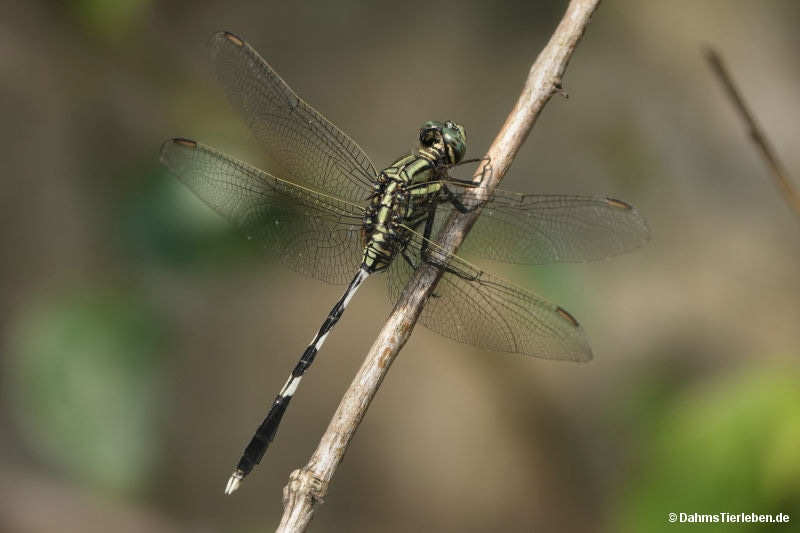 Orthetrum sabina