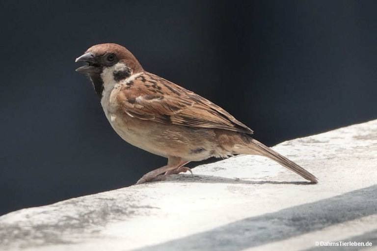 Passer montanus malaccensis