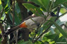 Pycnonotus aurigaster-1