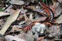 Scolopendra dehaani
