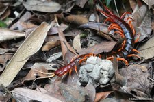 Scolopendra dehaani-2