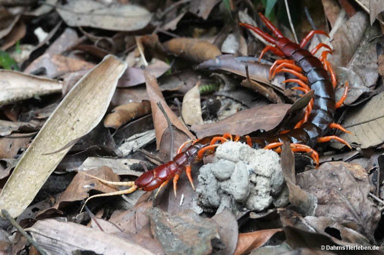 Scolopendra dehaani