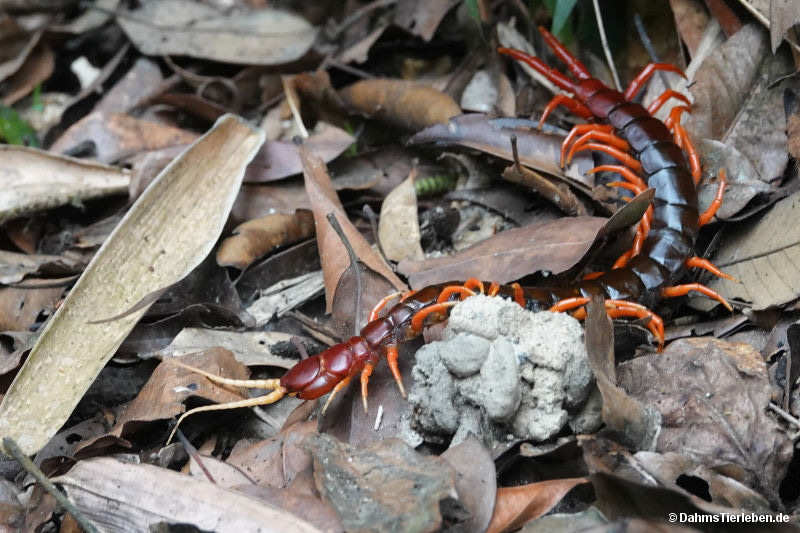 Scolopendra dehaani