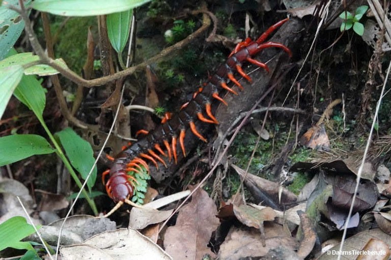 Scolopendra dehaani