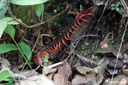 Scolopendra dehaani