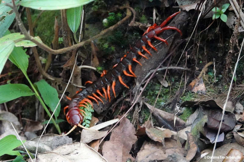 Scolopendra dehaani