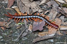 Scolopendra dehaani-1