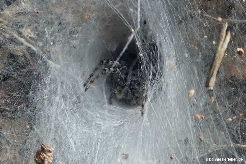 unbekannte Spinne Spinne-1