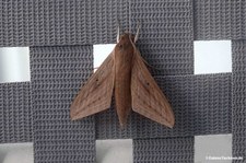 Theretra latreillii-1