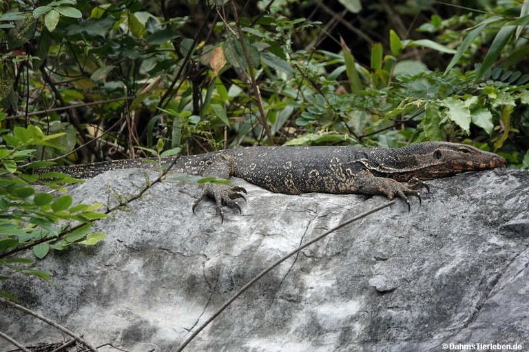 Varanus salvator macromaculatus