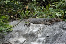 Hinterindischer Bindenwaran (Varanus salvator macromaculatus)
in der Halong Bay, Vietnam Varanus salvator macromaculatus-8