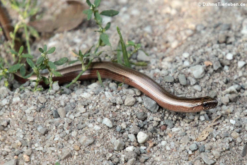 Anguis fragilis