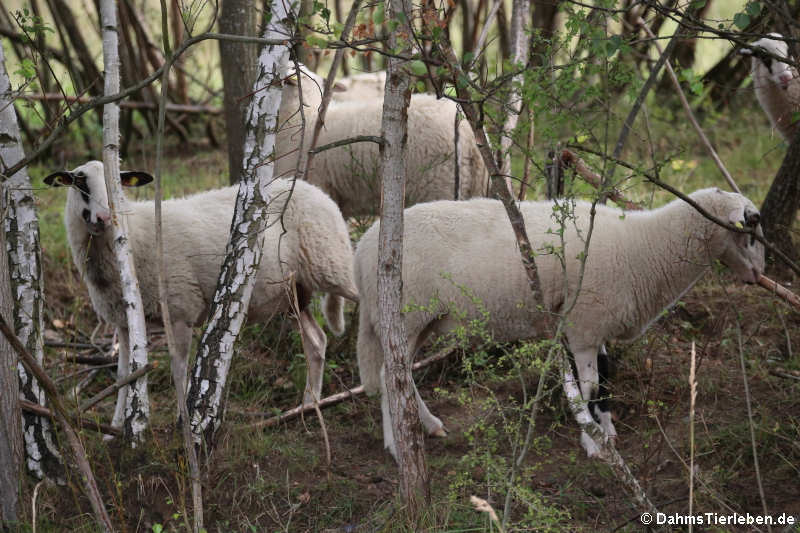 Bentheimer Landschafe Bentheimer Landschaf-1