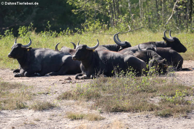 Wasserbüffel Bubalus arnee-3