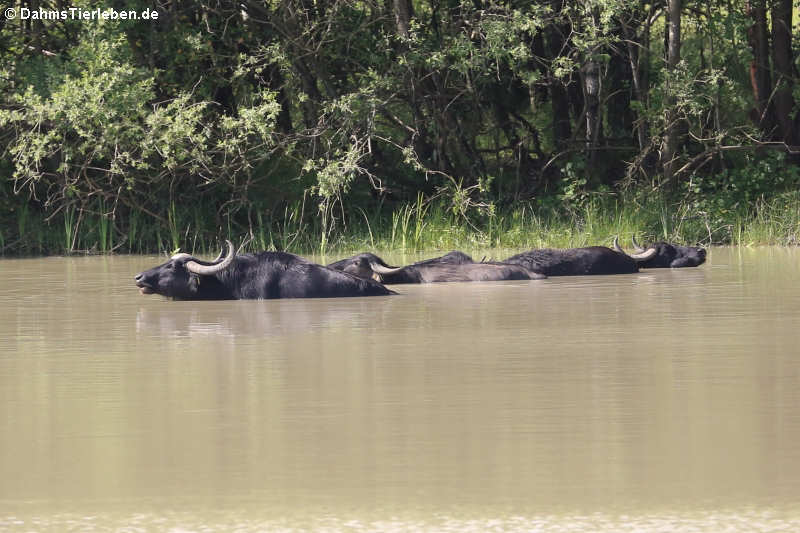 Wasserbüffel Bubalus arnee-2