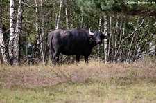 Wasserbüffel (Bubalus arnee) in der Wahner Heide