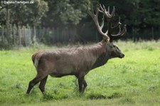 Mitteleuropäische Rothirsche (Cervus elaphus hippelaphus) im Wildgehege Gut Leidenhausen, Pöln-Porz