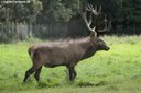 Cervus elaphus hippelaphus