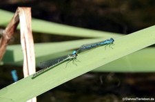 Hufeisen-Azurjungfern (Coenagrion puella) in der Wahner Heide