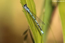 Hufeisen-Azurjungfer (Coenagrion puella) in der Wahner Heide