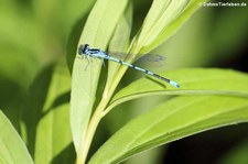 Hufeisen-Azurjungfer (Coenagrion puella) in der Wahner Heide