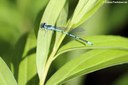 Coenagrion puella