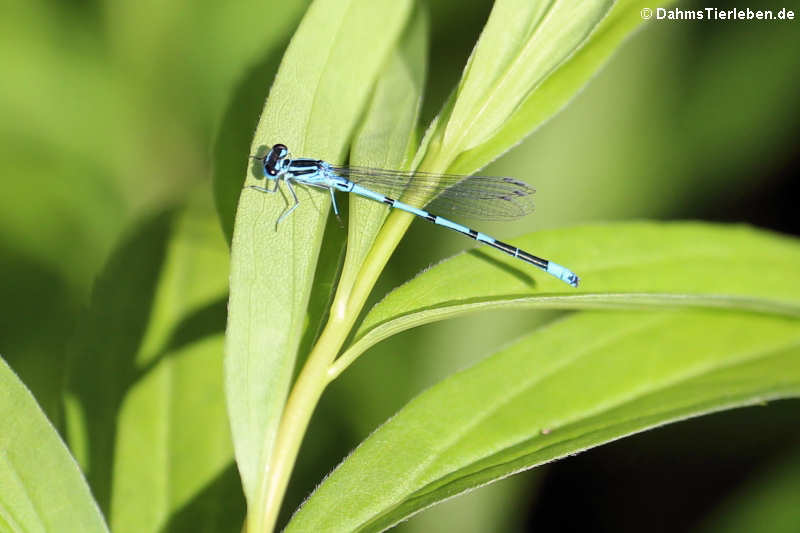 Coenagrion puella